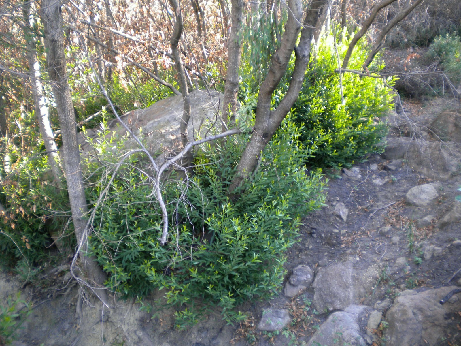 High Resolution Umbellularia californica Plant
